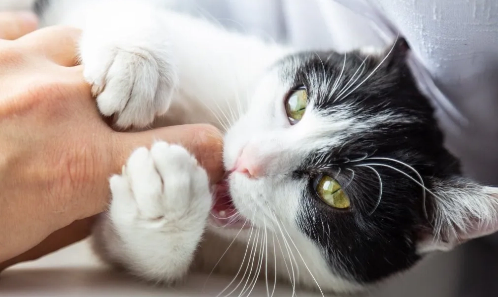 小猫咬人训练 小猫咬人训练