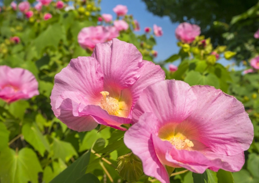 台灣芙蓉養護 台灣芙蓉養護