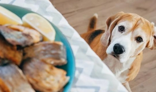 狗狗不能吃的食物 狗狗不能吃的食物