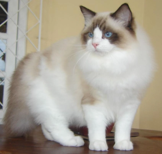 布偶貓品種標準 布偶貓品種標準