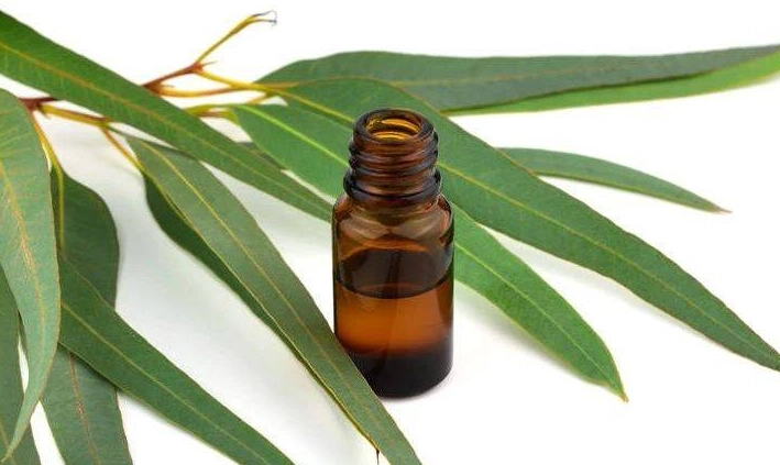 尤加利精油功效 尤加利精油功效