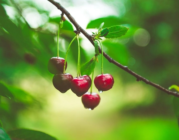 櫻桃挑選技巧 櫻桃挑選技巧