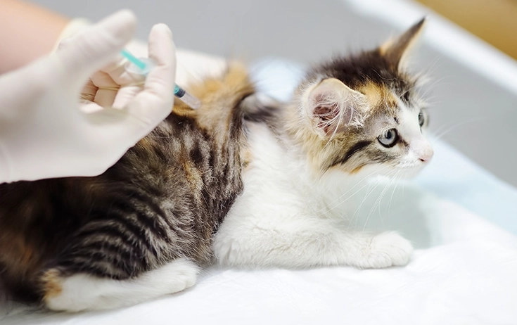 貓疫苗多久打一次
