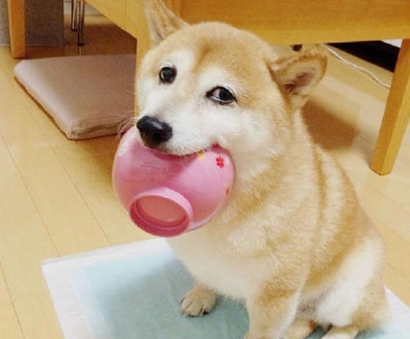 狗可以吃什麼？獸醫認可的安全食物清單與危險飲食禁忌