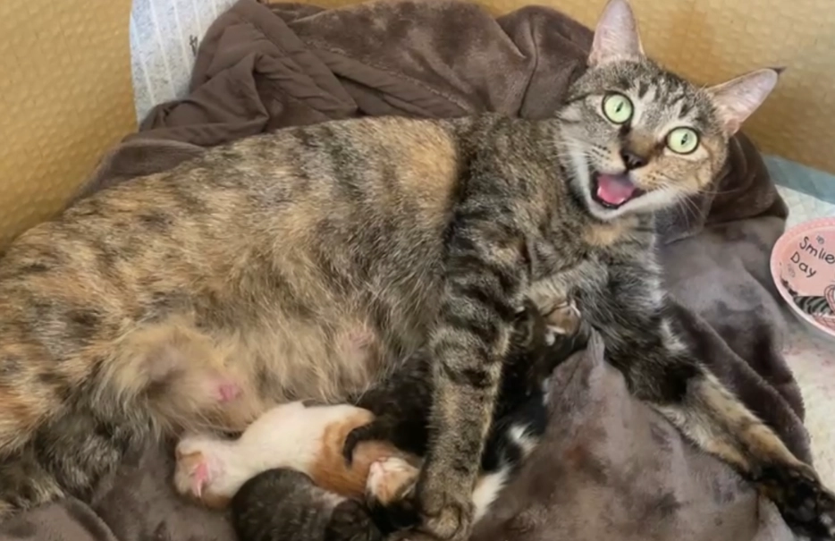 母貓接生 母貓接生