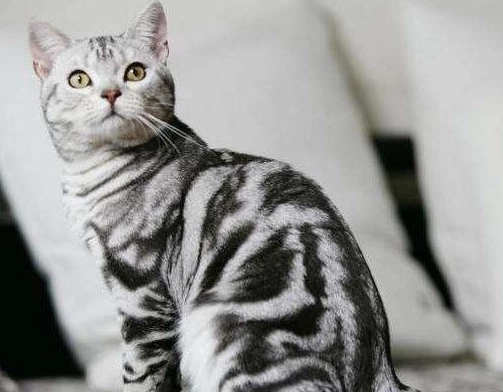 貓咪毛髮護理 貓咪毛髮護理