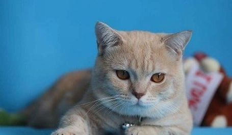 貓毛油亮全攻略：獸醫認證從飲食、護理到疾病預防的關鍵步驟