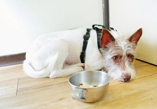 狗狗嘔吐 白色泡沫 狗狗嘔吐 白色泡沫