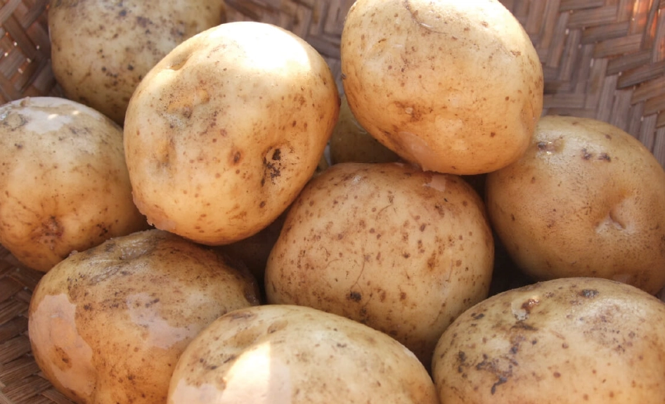 台灣馬鈴薯品種