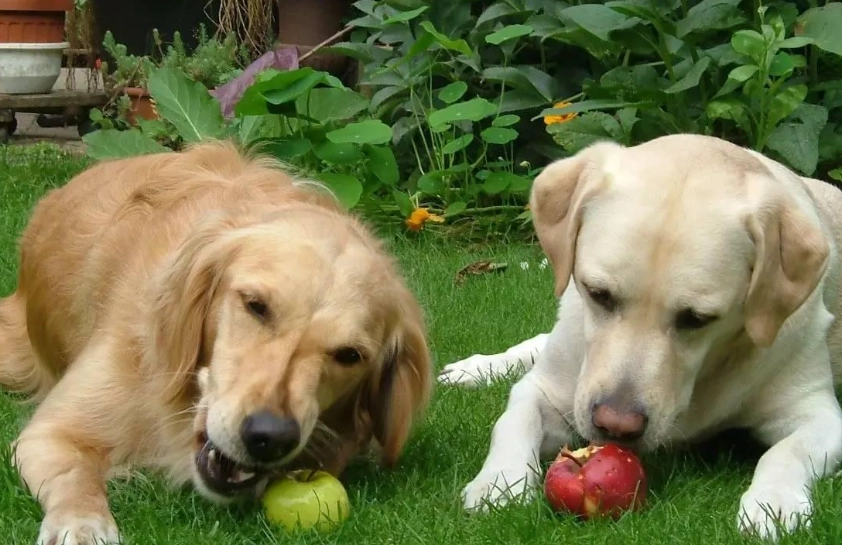 狗零食推薦 狗零食推薦