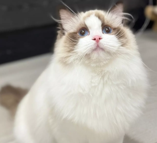 布偶貓花色 布偶貓花色