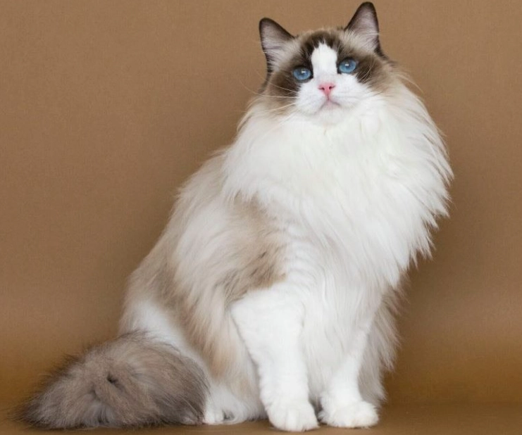 布偶貓顏色全解析：從重點色到稀有色，一次看懂你的貓咪