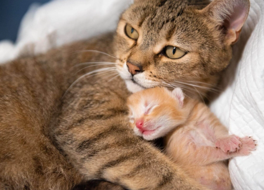 母貓生產時間全攻略：從懷孕徵兆到接生技巧，貓奴必備指南