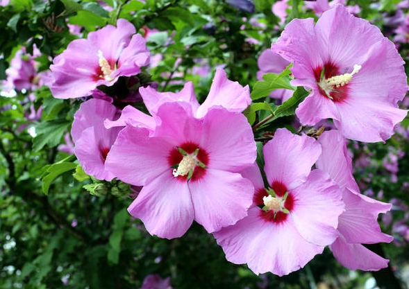 芙蓉種植方法全攻略：從選苗到開花的實用技巧