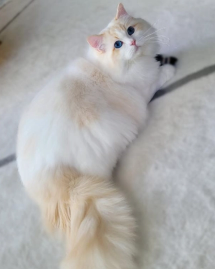 雙色布偶貓價格