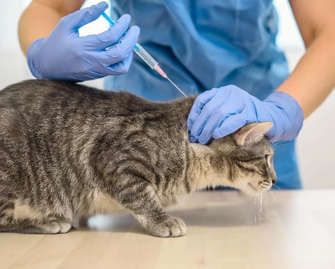 貓三合一疫苗