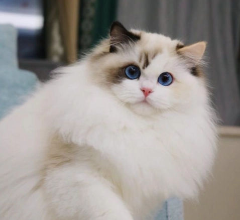 雙色布偶貓完全指南：從挑選、養育到日常照護的必備知識