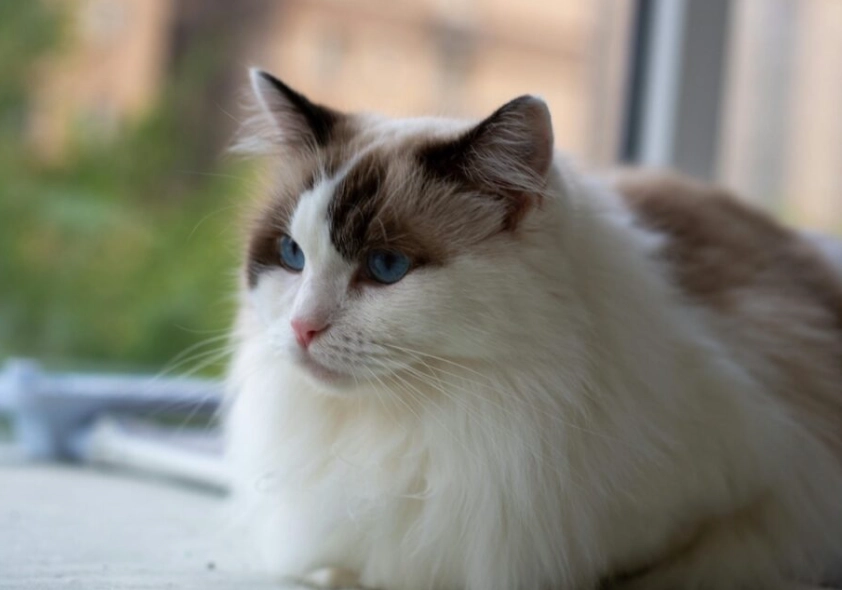 布偶貓品種標準 布偶貓品種標準