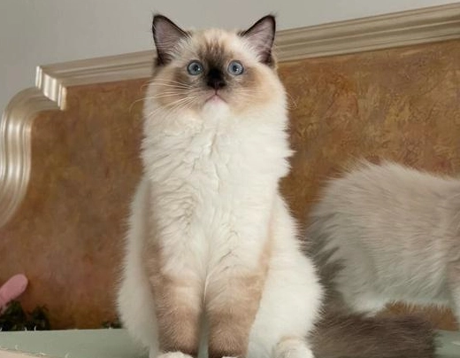 布偶貓花色 布偶貓花色