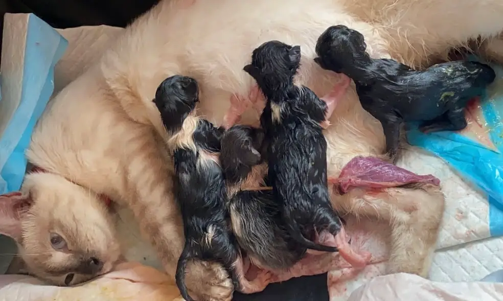 貓咪生產前兆 貓咪生產前兆