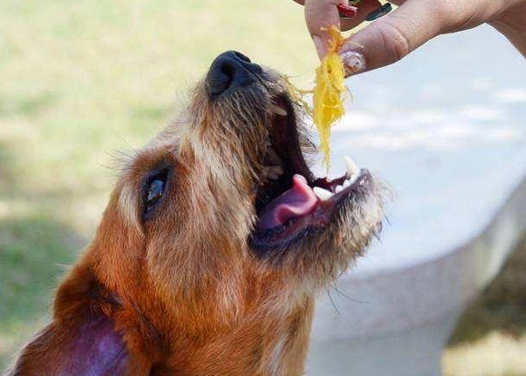 狗零食推薦 狗零食推薦