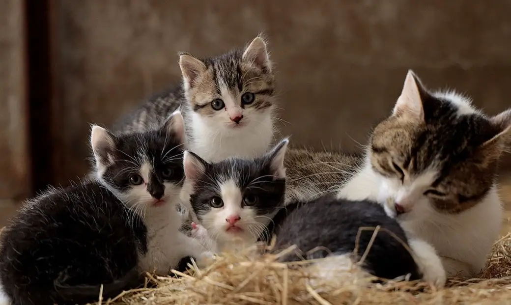 貓咪生產前兆 貓咪生產前兆