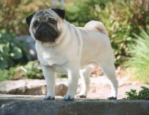 巴哥犬智商高嗎？破解迷思、訓練技巧與飼主真實評價