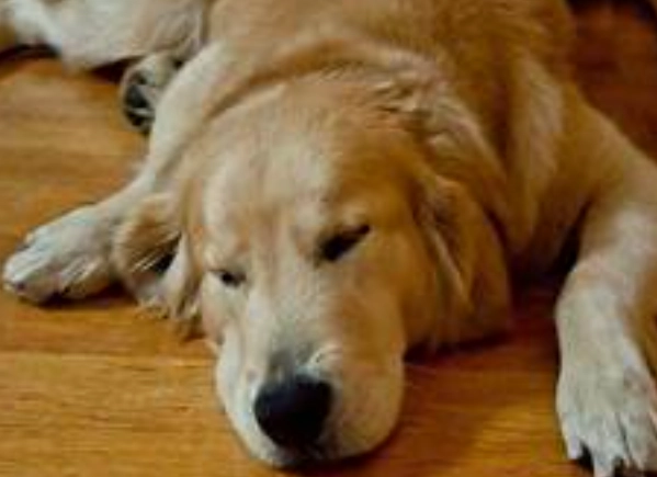 狗吐白沫 原因 狗吐白沫 原因