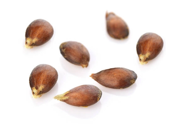 蘋果籽怎麼處理