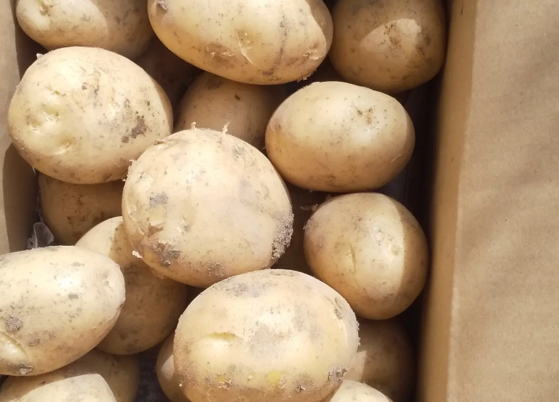 馬鈴薯品種介紹：台灣常見品種選購指南與料理秘訣