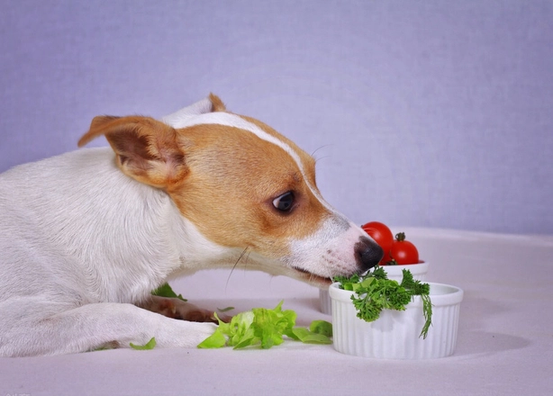 狗狗不能吃的食物 狗狗不能吃的食物