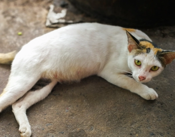 母貓接生 母貓接生