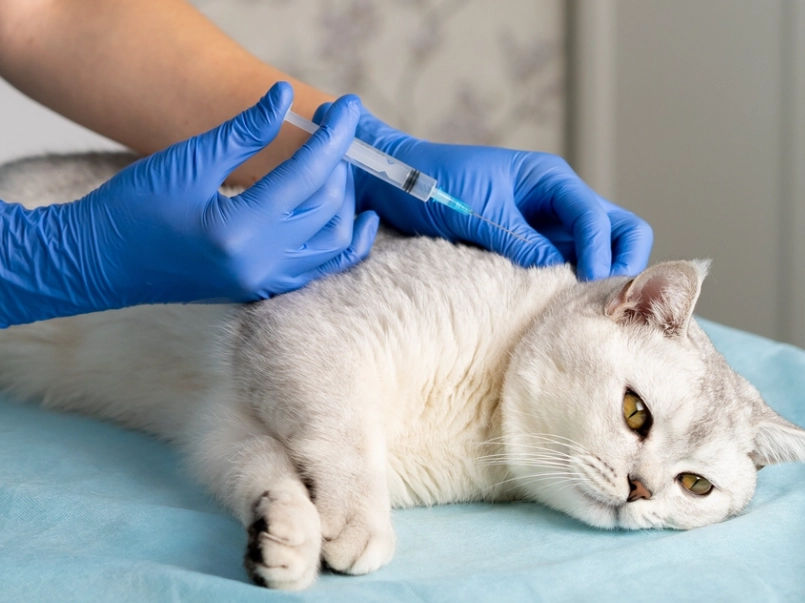 貓疫苗多久打一次