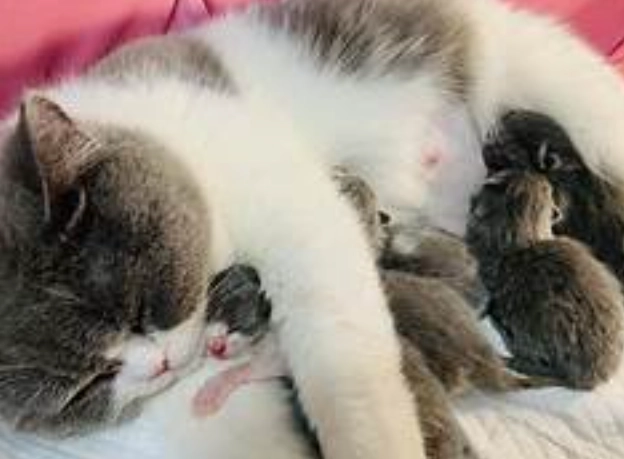 母貓接生 母貓接生