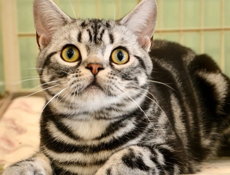 貓掉毛改善 貓掉毛改善