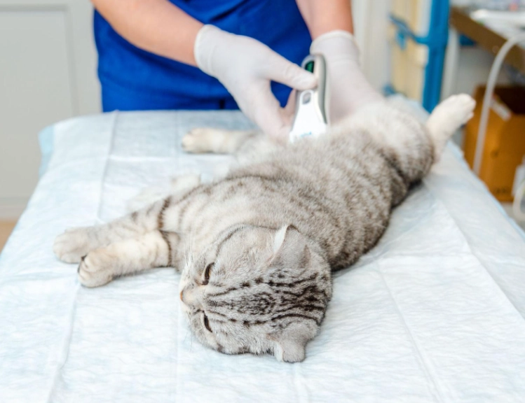 公貓結紮費用完整解析：從千元到萬元，價格差異的關鍵因素