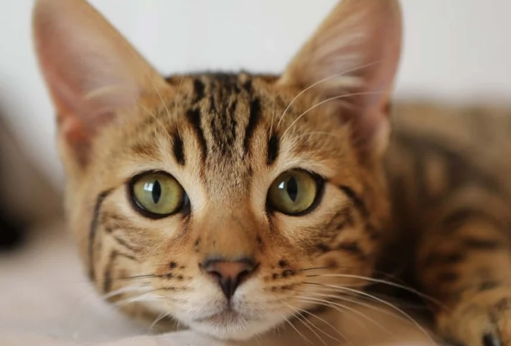 貓咪流眼淚原因