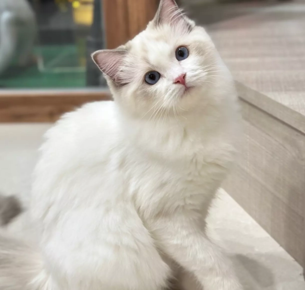 布偶貓品種標準 布偶貓品種標準