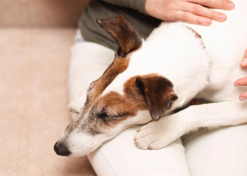 狗狗嘔吐 處理 狗狗嘔吐 處理