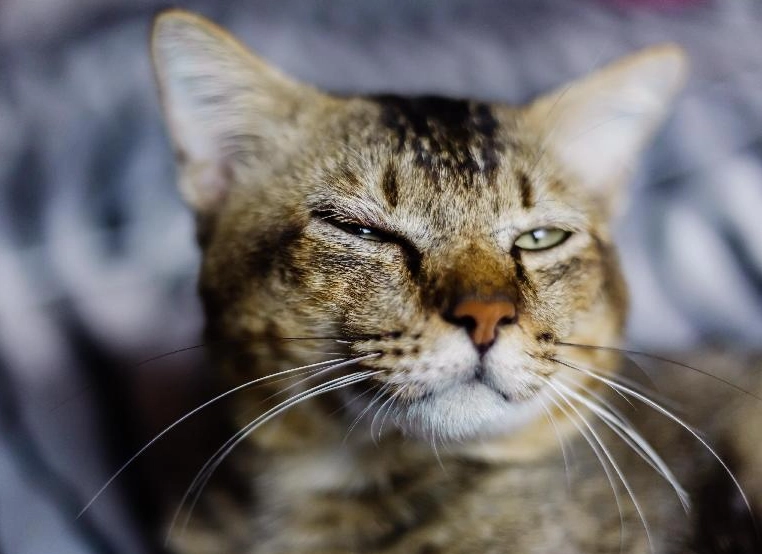 貓咪流眼淚吃什麼？獸醫親授飲食調整全攻略