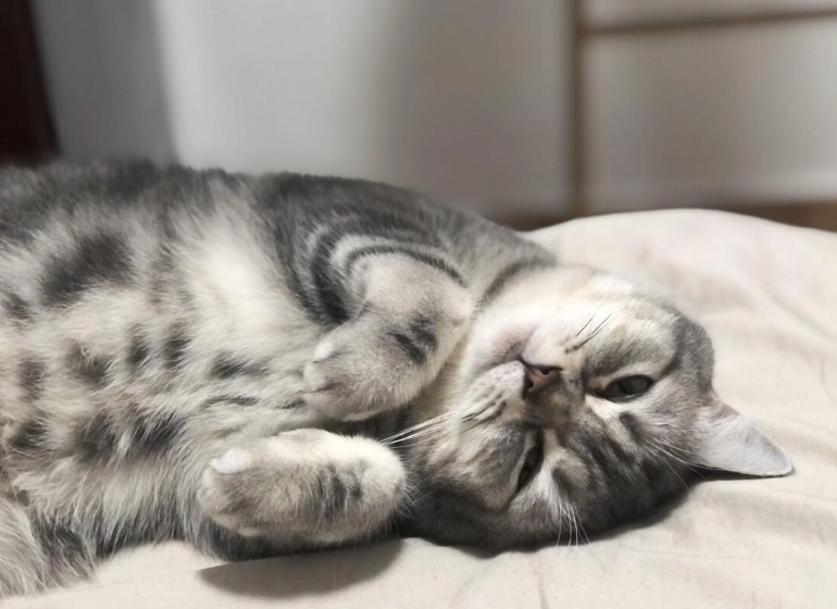 貓掉毛改善 貓掉毛改善