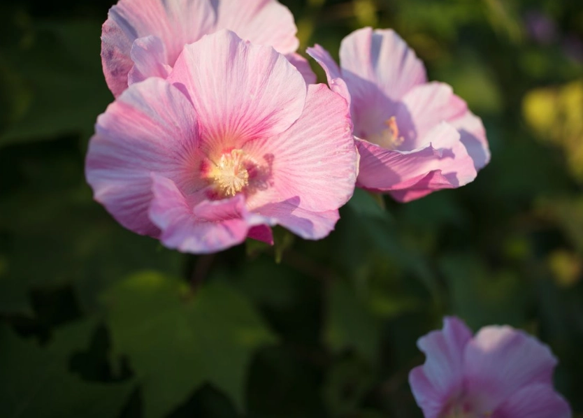 芙蓉栽培技巧 芙蓉栽培技巧