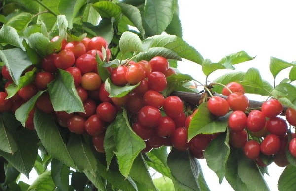 櫻桃功效全解析：從營養到挑選，一次搞懂紅色寶石的健康秘密