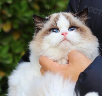 雙色布偶貓價格