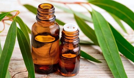 尤加利精油用法 尤加利精油用法
