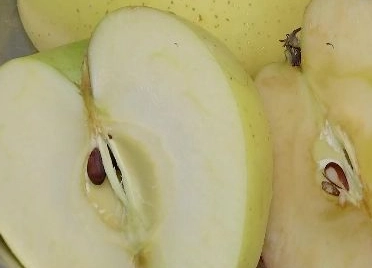 蘋果籽怎麼處理