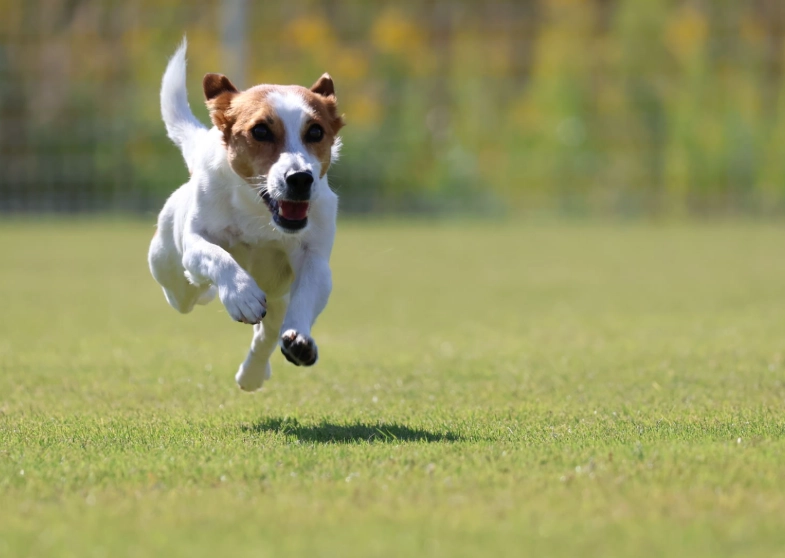 狗狗討厭主人的行為