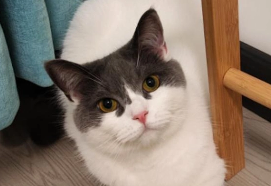 貓咪毛髮護理 貓咪毛髮護理