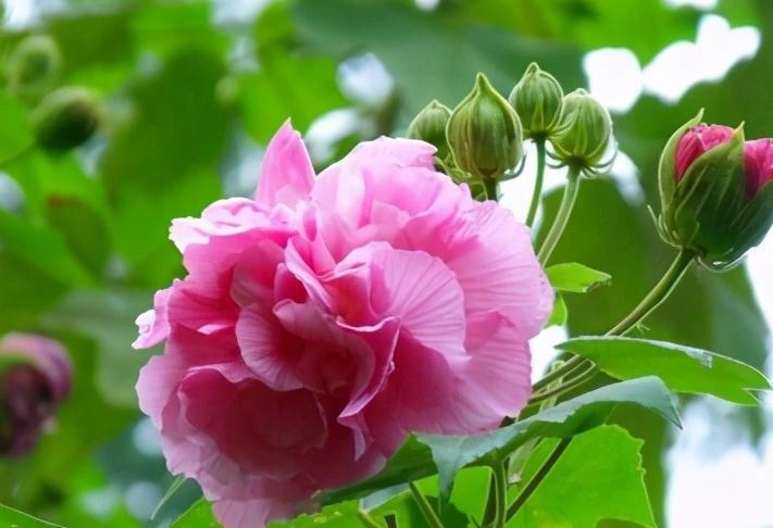 芙蓉種植 芙蓉種植