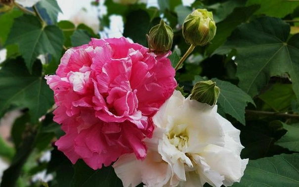 台灣芙蓉養護 台灣芙蓉養護